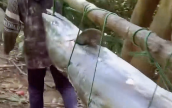 Amateur angler hooks 63kg mackerel in Da Nang