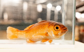 Kindai University successfully farms blackthroat seaperch