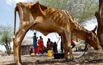Drought spreads beyond Kenya's arid north, plunging herders into crisis