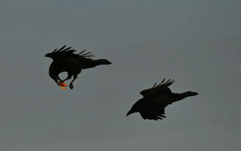 Scavenging ravens memorize vast tracts of wolf hunting grounds: study