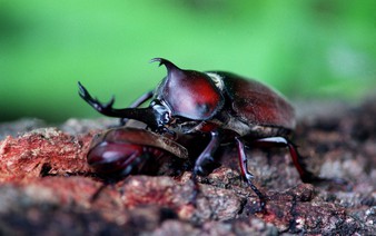 Most female rhinoceros beetles mate only once in lifetime: study