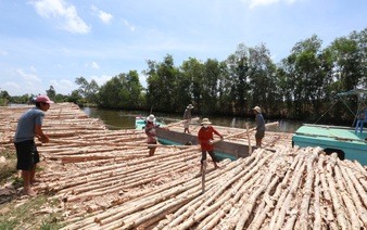 Busy melaleuca trading season unfolds in Vietnam’s U Minh amid quiet change