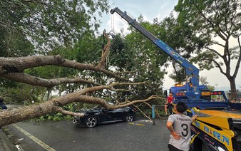 Thunderstorms topple trees, injure worker, damage vehicles in northern Vietnam