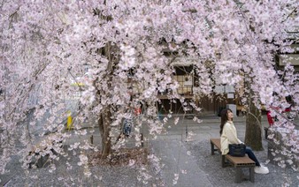 Japan's cherry blossom season dazzles locals and tourists