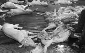 Vietnam premier orders tighter control over veterinary quarantine, slaughterhouse oversight