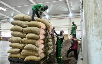 Ivory Coast cuts cocoa producer price by nearly 60%: govt