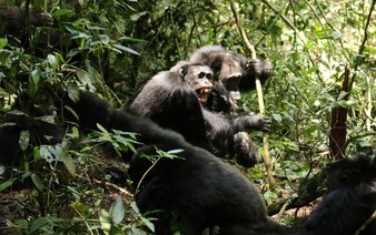 Scientists stunned as chimpanzees turn on friends in killing spree
