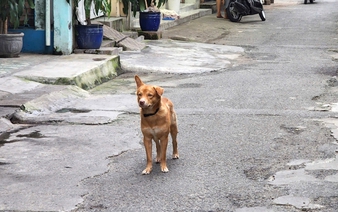 7th suspected rabies death reported in Vietnam’s Tay Ninh