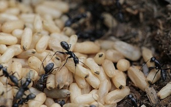 Vietnamese woman suffers severe allergic shock after eating ant eggs