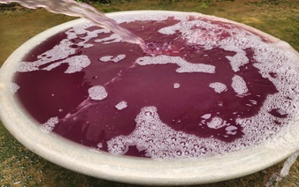 Purple water in Vietnam’s Thanh Hoa Province linked to company’s untreated wastewater discharge