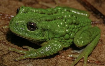 New frog species carrying eggs on back discovered in Peru