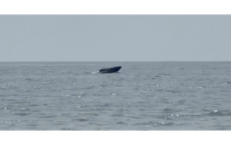 Whale sighting delights visitors in Vietnam’s Mui Ne waters