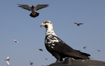 Ancient Mughal tradition of pigeon-rearing thrives in India's capital