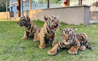 Bengal tiger at Vietnam zoo gives birth to 3 cubs