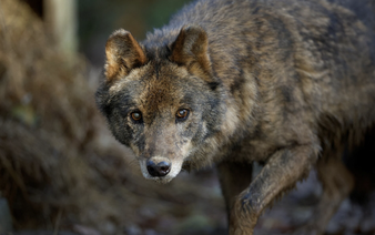 Mass poisoning suspected as 18 wolves die in Italian national park