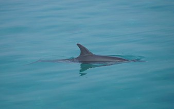 Dolphin swims close to shore at Vietnam’s Ly Son Island, drawing crowds
