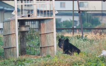 Bear sightings begin to increase as hibernation ends