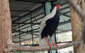 144 wild animals released into Vietnam national park 