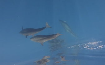 Nearly 100 whales spotted off Vietnam’s Phu Quy Island