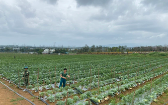 Da Nang to pilot Japanese-style farming zones