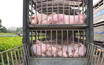 Police intercept truck carrying 100 diseased pigs in central Vietnam