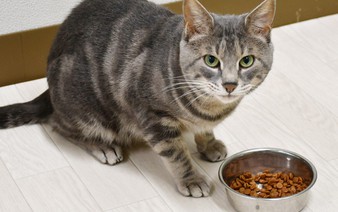 Japan team discovers why cats leave meals unfinished