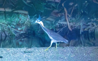 Rare white-eared night heron rediscovered in Vietnam after more than a decade