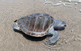 Second sea turtle found dead on Vietnam’s Vung Tau beach in under a week
