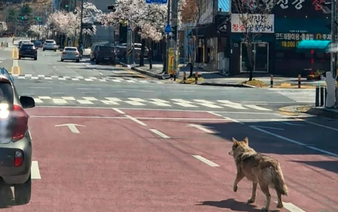 Escaped wolf forces school closure in South Korea