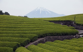 Japan green tea exports jump in FY 2025 amid global matcha boom