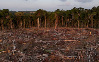 Tropical forest loss eases in 2025 from record high