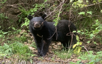 Black bear sightings in Japan surge 2.5-fold in FY 2025