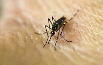 Why are some people mosquito magnets? Clues are emerging