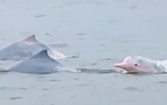 Rare pink dolphins spotted off Vietnam’s Hai Phong coast