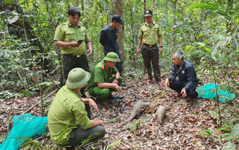 Endangered pangolin, otter, turtles released back into Vietnam forest