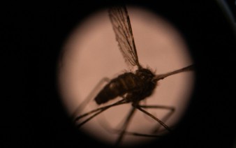 What if we killed all mosquitoes?