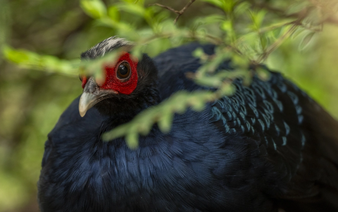 20 Edwards’s pheasants return to Vietnam from Germany in landmark conservation effort