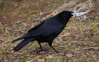 Japan team discovers why crows are black