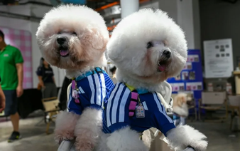 World Cup fever gets tail-wagging twist as Singapore kits out pets
