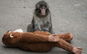 Japan arrests Americans over stunt at baby monkey Punch's zoo