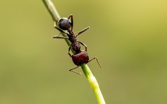 Kenya's new poaching problem: smuggling Giant Harvester Ants