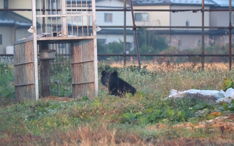 Japan to survey bear habitats in Tohoku, Niigata