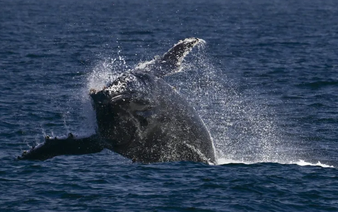 Whale of a time: Humpbacks set new distance record