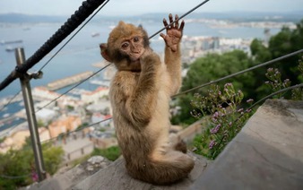 Gibraltar monkeys eat soil in junk food detox: study
