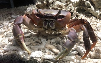 Nagasaki University-led team finds crab walk dates back 200 million years