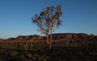 Climate change threatens global plant species as habitats shrink