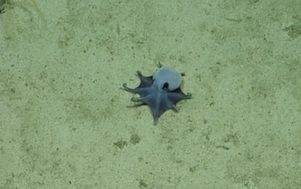 'He's tiny! It's blue!': Scientists find new deep-sea octopus