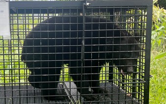 Bear sightings hamper school activities in Japan