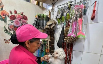 Cleaning the chakras of Ecuador's cats and dogs
