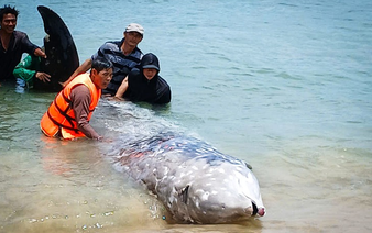Injured 2-tonne whale dies after washing ashore in Vietnam’s Gia Lai